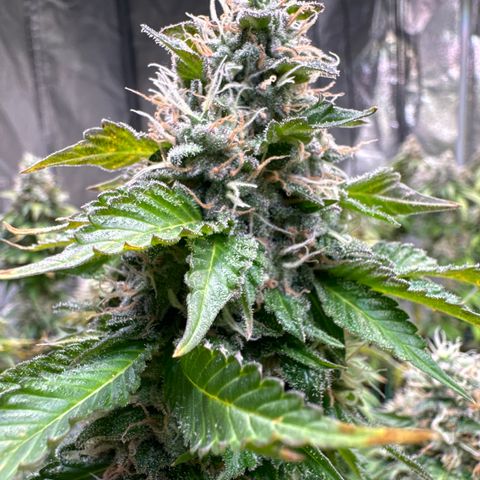 Giulietta growlog timeline photo