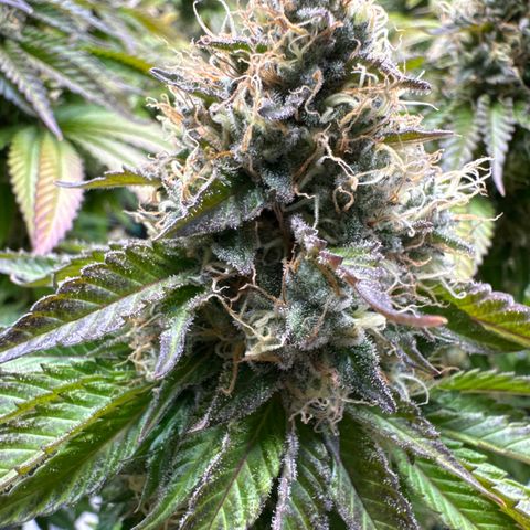 Eva growlog timeline photo
