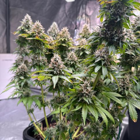 Giulietta growlog timeline photo