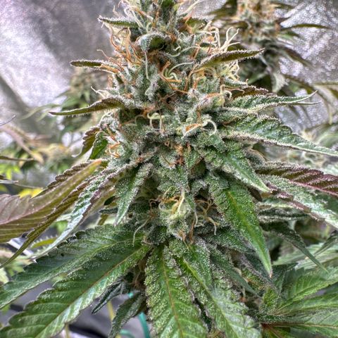 Francesca growlog timeline photo