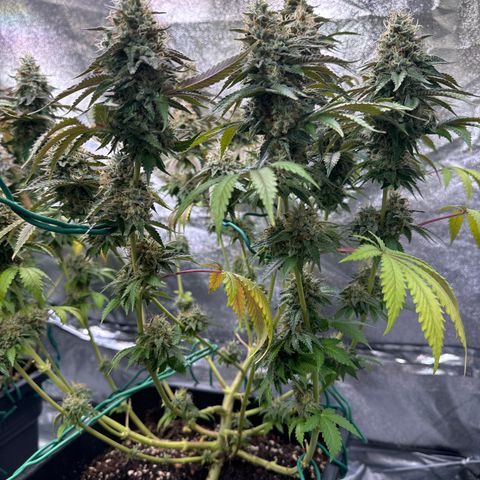 Francesca growlog timeline photo