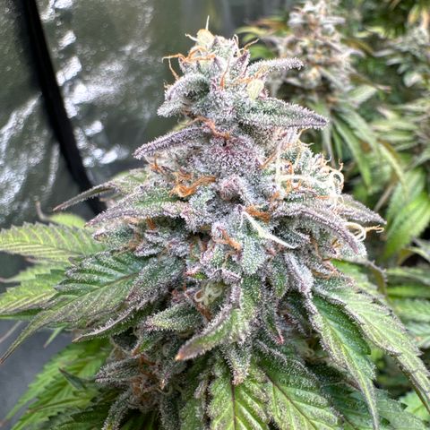 Gina  growlog timeline photo