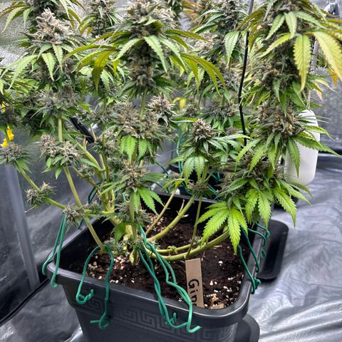 Gina  growlog timeline photo