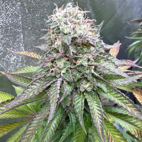 Alina  growlog timeline photo