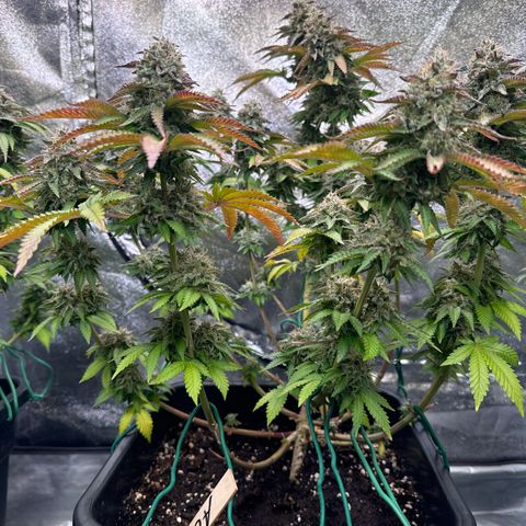 Alina  growlog timeline photo