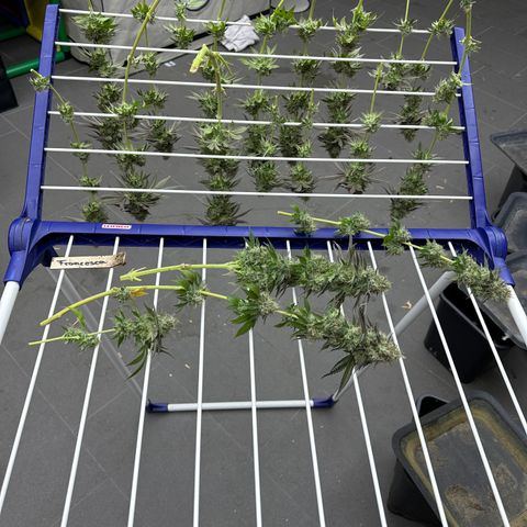 Francesca growlog photo: Erntegewicht 470g 