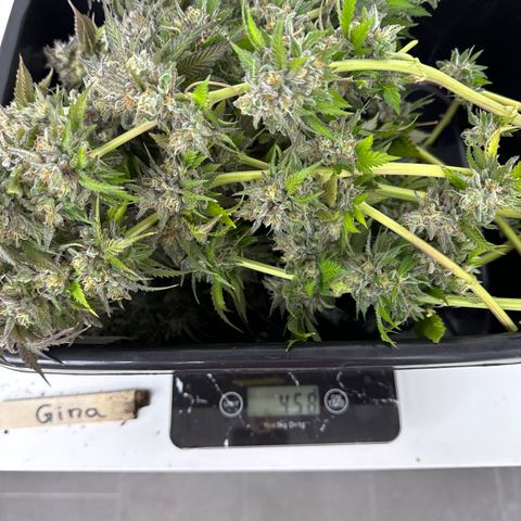 Gina  growlog photo: Erntegewicht 458g