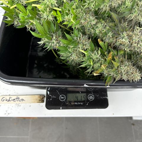Giulietta growlog photo: Erntegewicht 419g