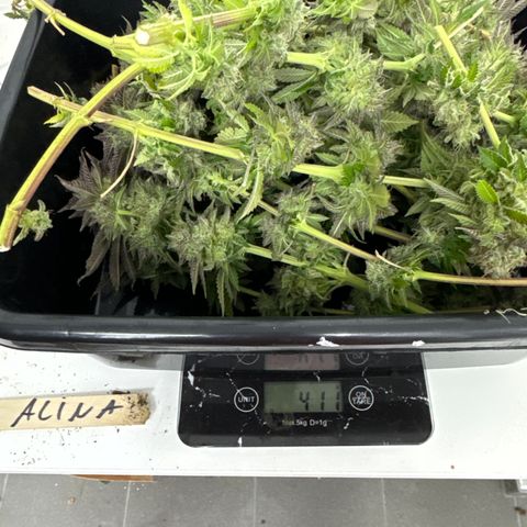 Alina  growlog photo: Erntegewicht ist 411g