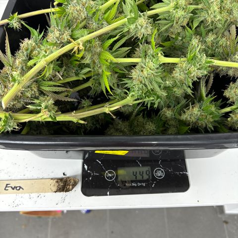 Eva growlog photo: Erntegewicht 449g