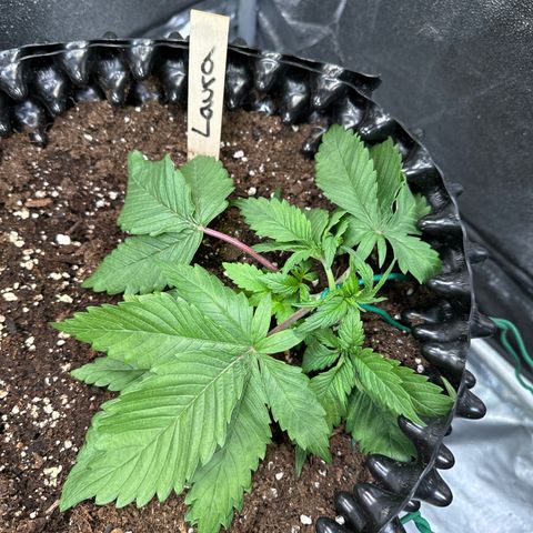 Laura growlog timeline photo