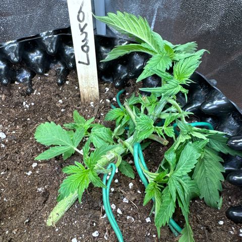 Laura growlog timeline photo