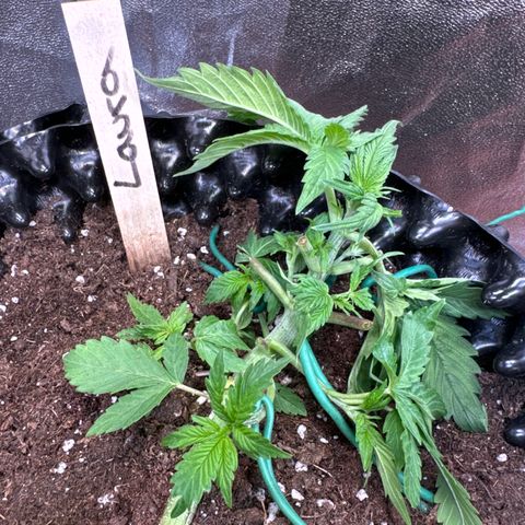 Laura growlog timeline photo