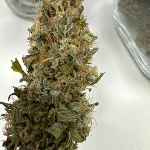 Gina  growlog timeline photo