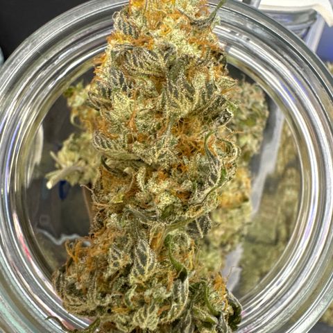 Gina  growlog timeline photo
