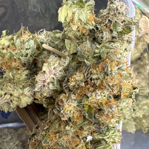 Gina  growlog timeline photo