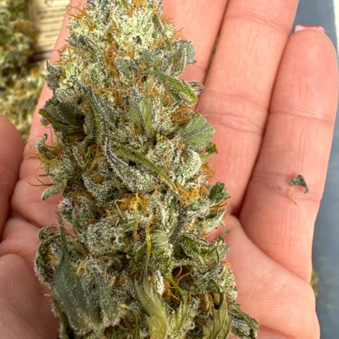 Gina  growlog timeline photo