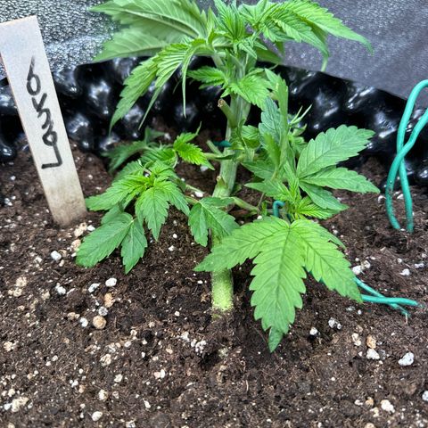 Laura growlog timeline photo