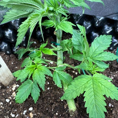 Laura growlog timeline photo