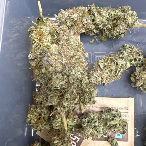 Gina  growlog timeline photo
