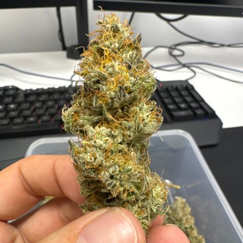 Gina  growlog timeline photo