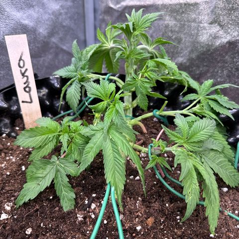 Laura growlog timeline photo