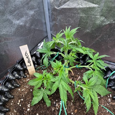Laura growlog timeline photo
