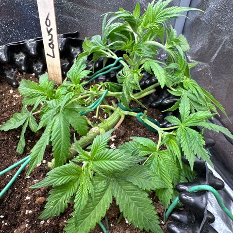 Laura growlog timeline photo