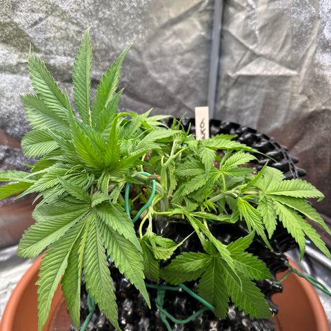 Laura growlog timeline photo