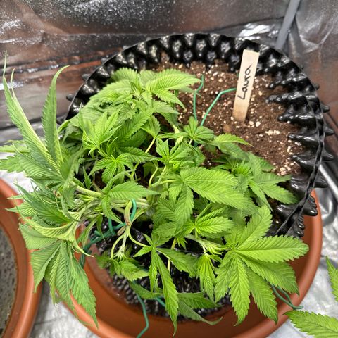 Laura growlog timeline photo