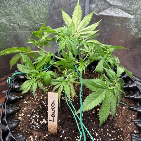 Laura growlog timeline photo