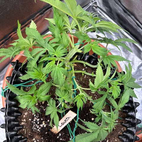 Laura growlog timeline photo