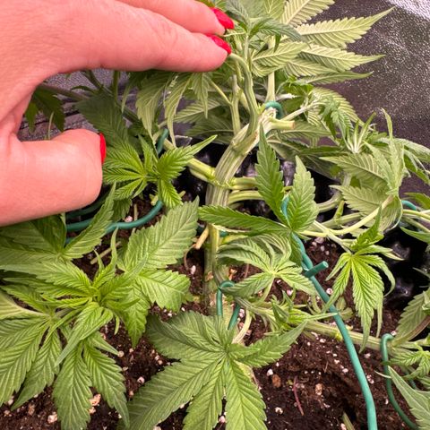 Laura growlog timeline photo