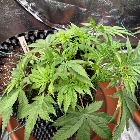 Laura growlog timeline photo