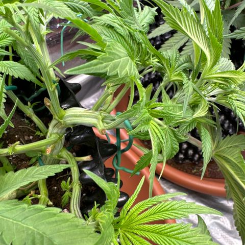 Laura growlog timeline photo