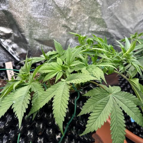 Laura growlog timeline photo