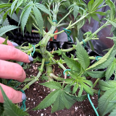 Laura growlog timeline photo
