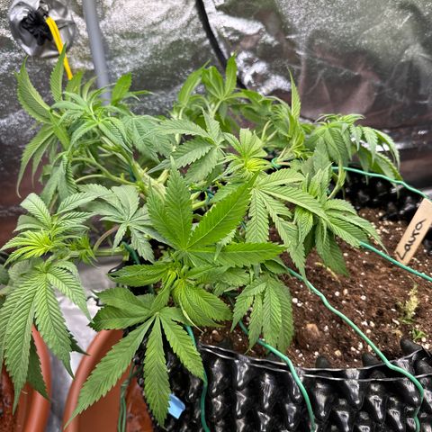 Laura growlog timeline photo