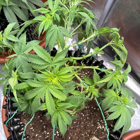 Laura growlog timeline photo