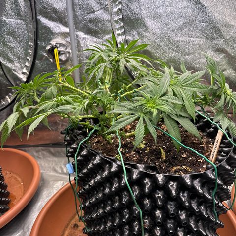 Laura growlog timeline photo