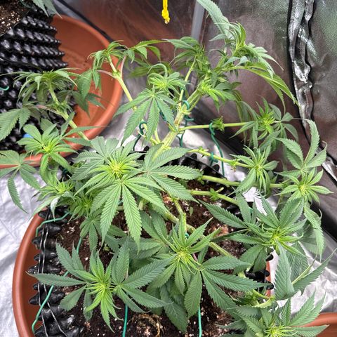 Laura growlog timeline photo