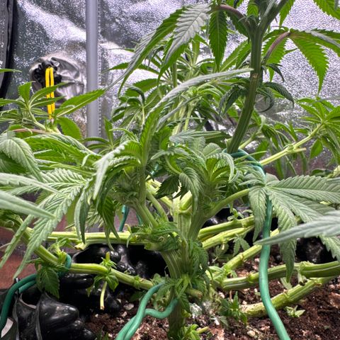 Laura growlog timeline photo