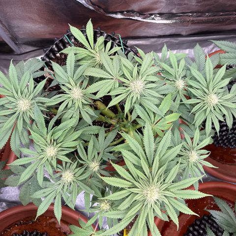 Laura growlog timeline photo