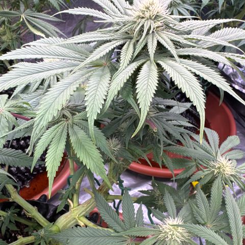 Laura growlog timeline photo