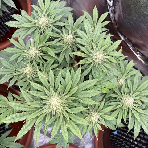 Laura growlog timeline photo
