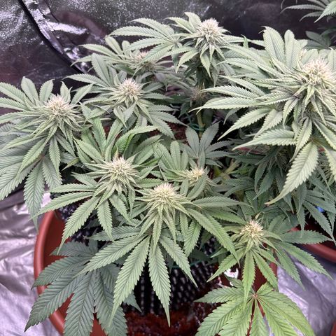 Laura growlog timeline photo