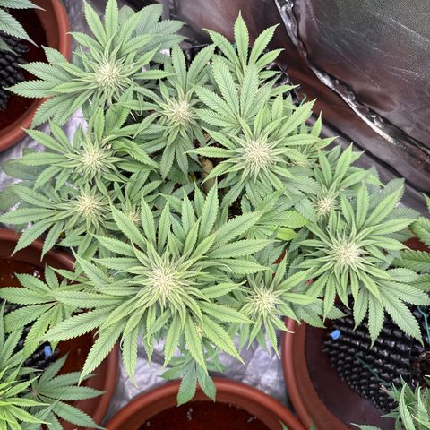 Laura growlog timeline photo