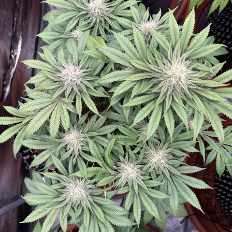 Laura growlog timeline photo
