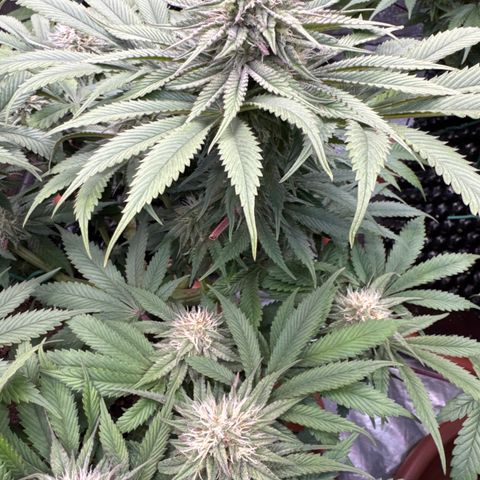 Laura growlog timeline photo