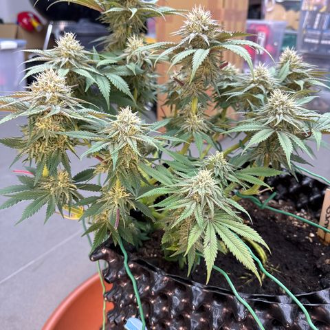 Laura growlog timeline photo